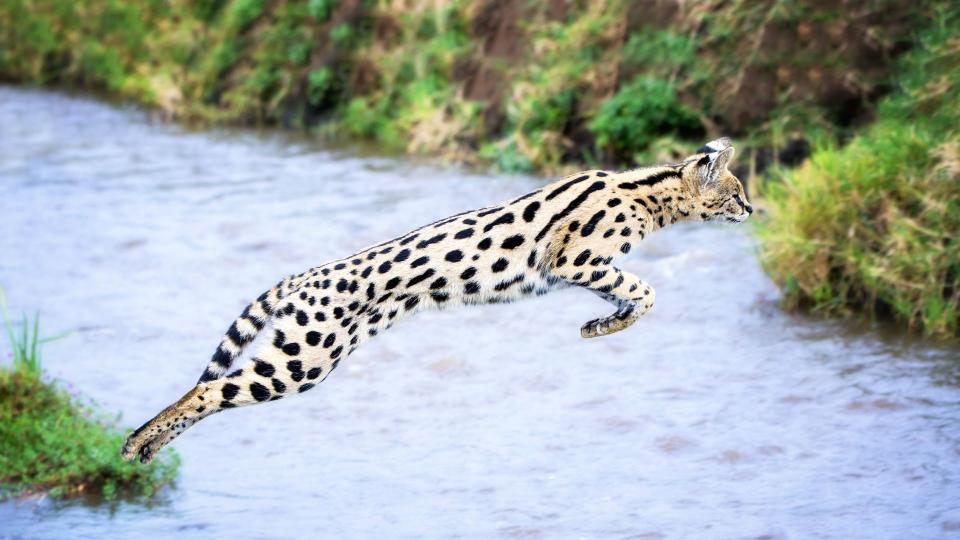 Best exotic pets - Serval Cats