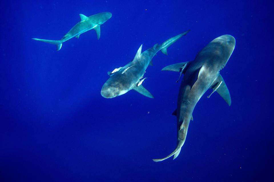 Bull sharks gather to inspect a group of divers and a bait box that has caught their attending off the coast of Jupiter, Florida, on Feb. 12, 2022.