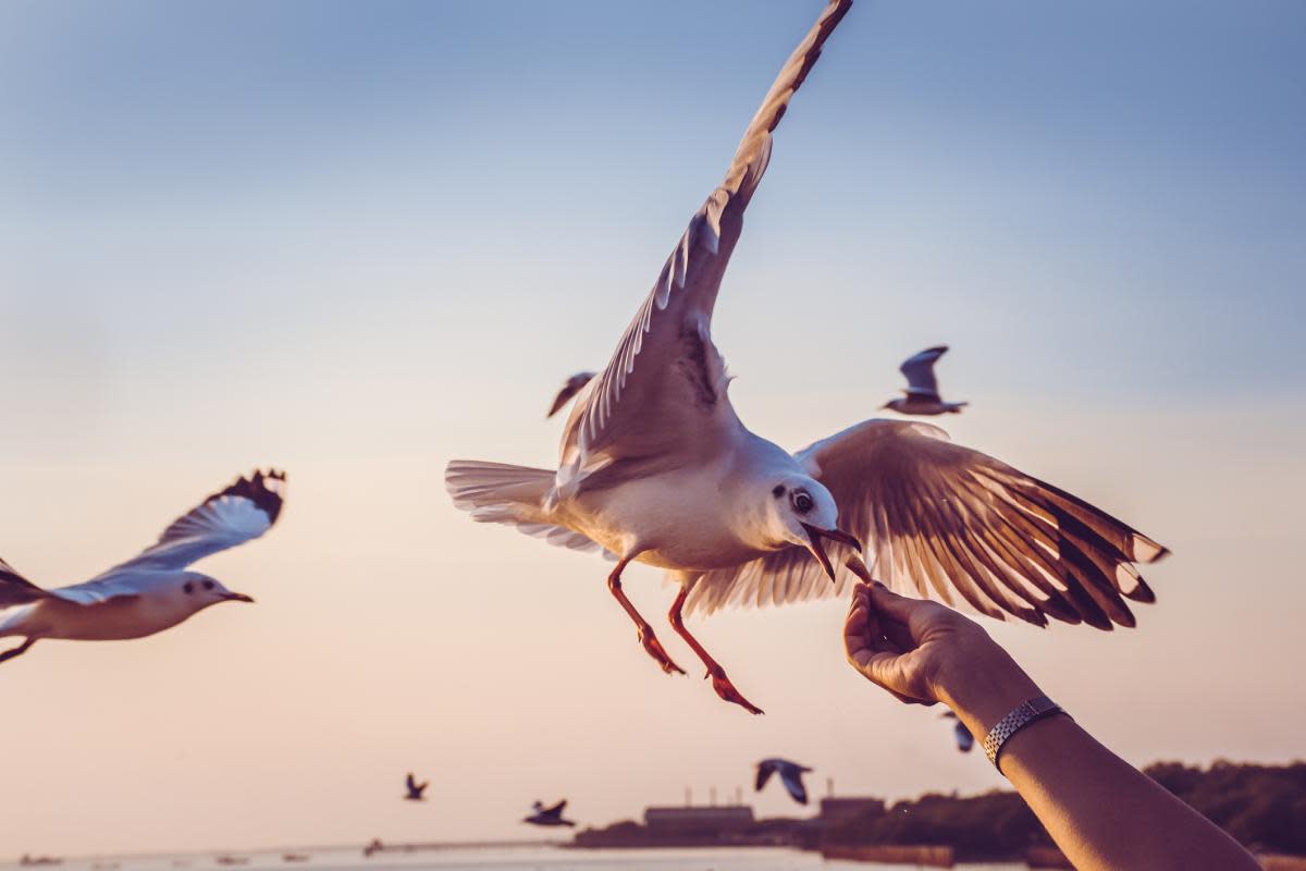 You are strongly advised not to feed  seagulls, ever, but can you defend yourself? <i>(Image: Getty)</i>