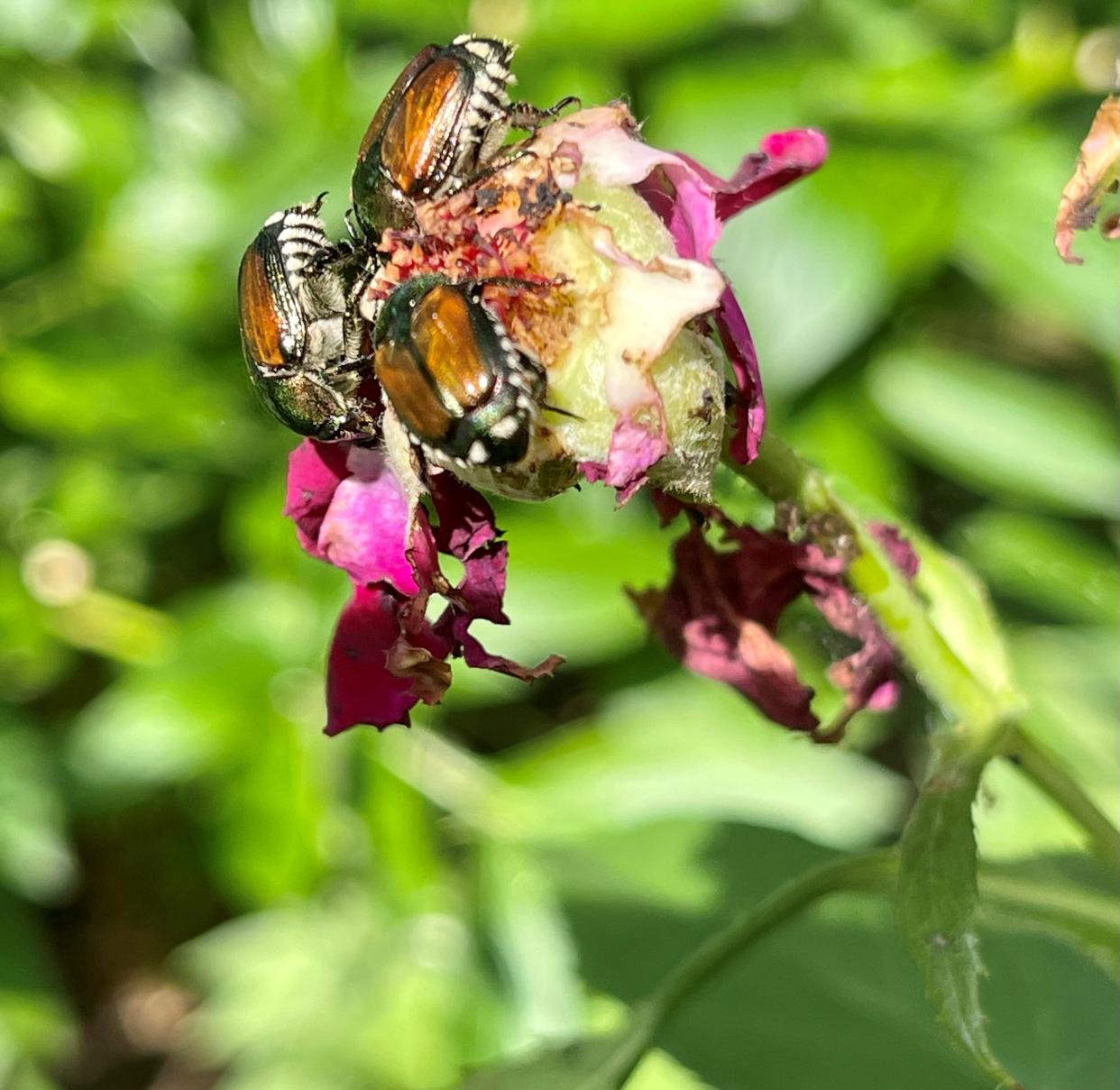 Where once there was a lovely hybrid tea rose, there's nothing left but Japanese beetle feeding frenzy. The invasive insects often begin showing up in Wisconsin around the Fourth of July.