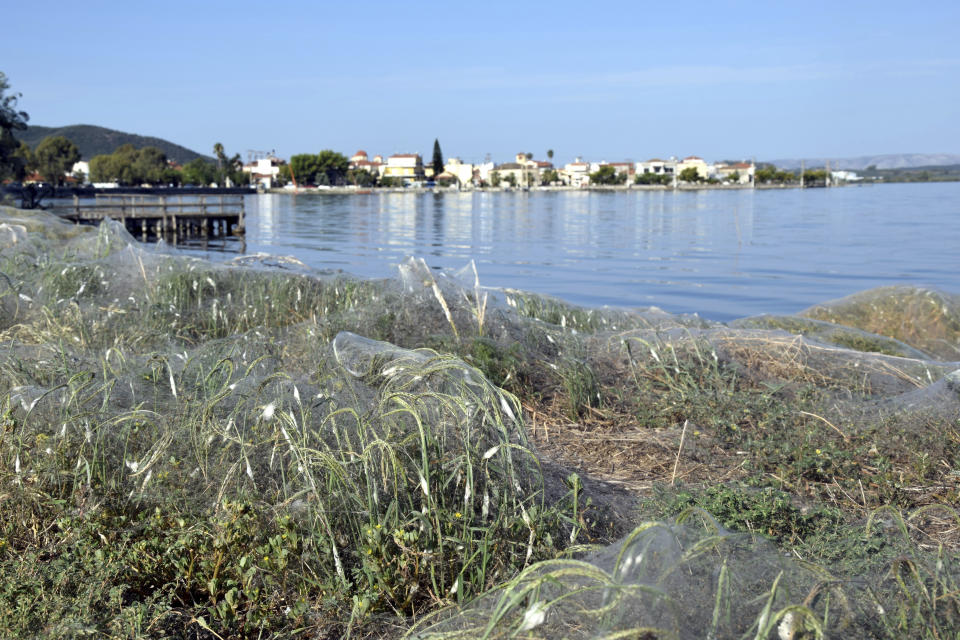 In this Wednesday, Sept. 18, 2018 photo, seaside vegetation along a beach at Aitoliko, in western Greece, is covered in thick spiders' webs. It's not quite the World Wide Web _ but the spiders of Aitoliko ihave made a good start. Spurred into overdrive by an explosion in populations of insects they eat, thousands of little spiders in the western town have spun a sticky white line extending for a few hundred meters along the shoreline. (AP Photo/Giannis Giannakopoulos.)