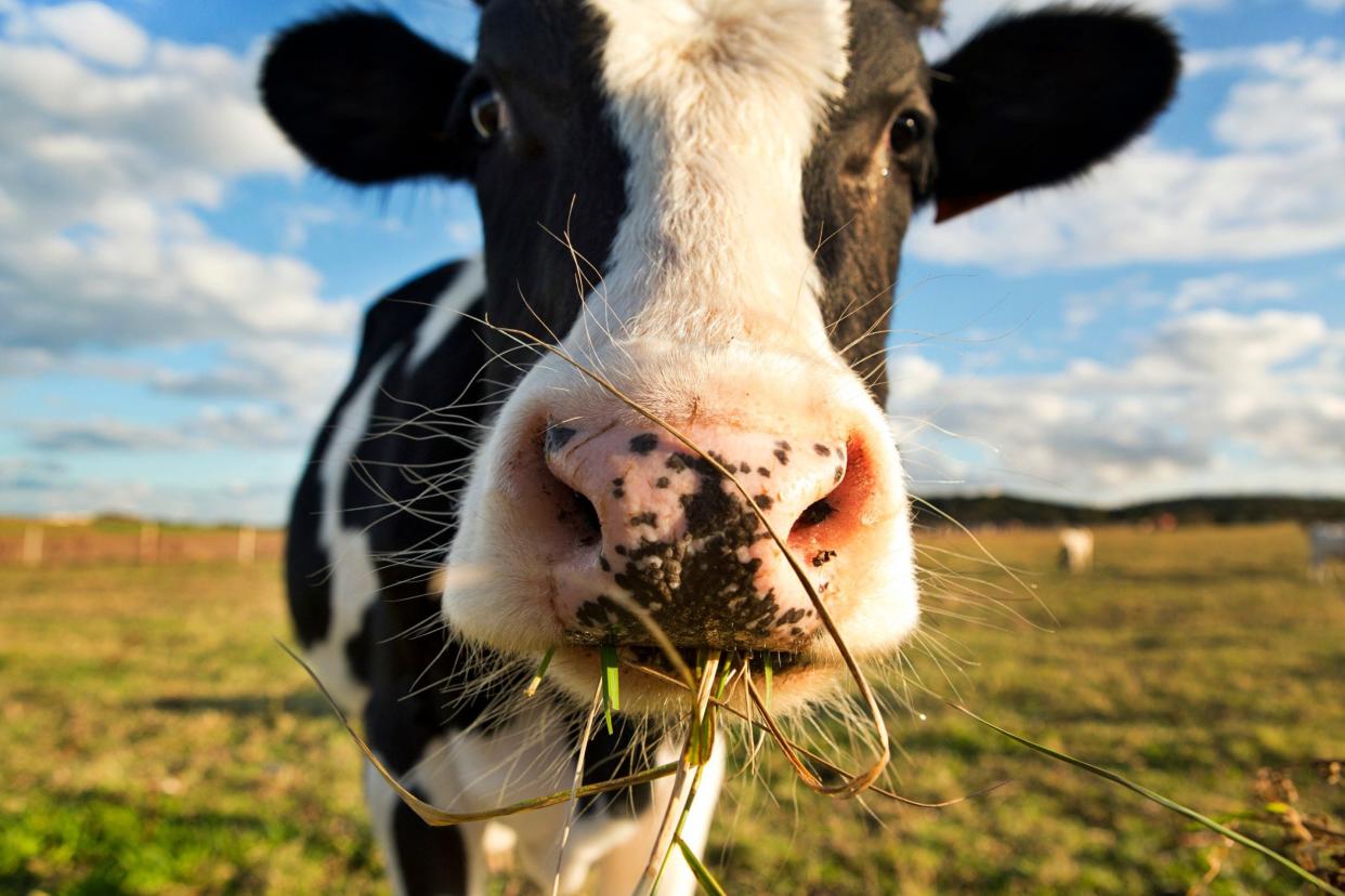 Traditional cow's milk now has a range of plant-based alternatives to contend with