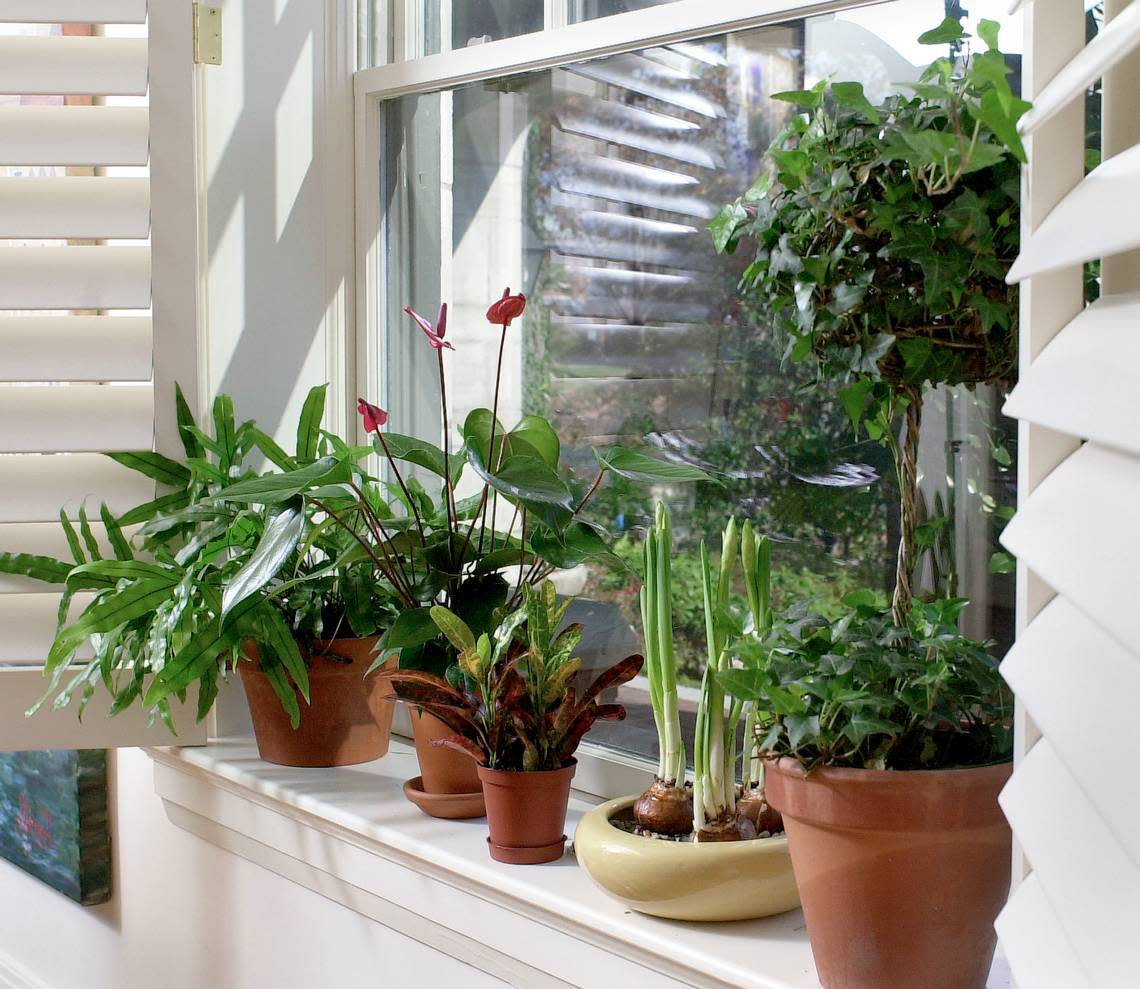 Windowsills are a great source of light for apartment gardeners, said Kavanah Anderson, director of learning and community engagement at Duke’s Sarah P. Duke Gardens.