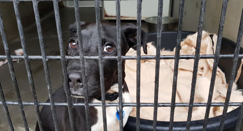 A dog sits in its enclosure at RSPCA NSW shelter in Sydney