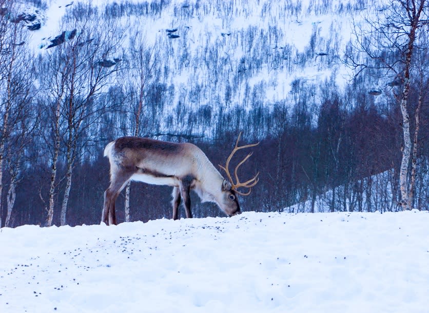 This viral theory about Santa’s reindeer will blow your mind