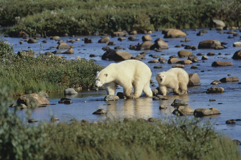 Polar bear, Churchill, Canada