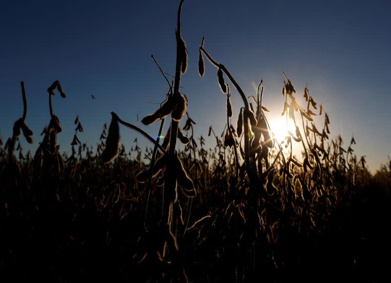 FILE PHOTO: Soy plants are seen in a farm near Pergamino, on the outskirts of Buenos Aires in Argentina