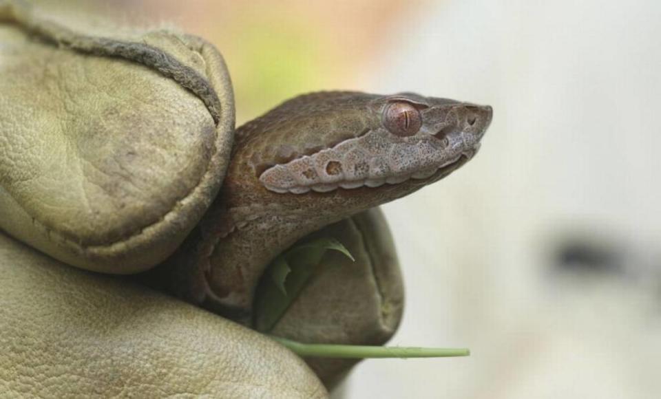 Copperheads are found all over North Carolina, and are the only venomous snake you’re likely to encounter in the Triangle or in central NC.