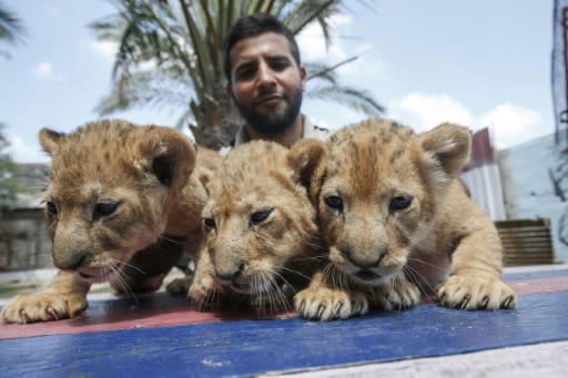 The cubs are removed from their mother to play with visiting children