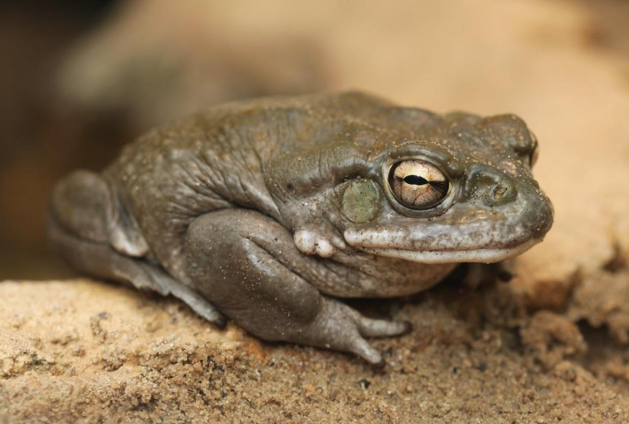Colorado River toad Shutterstock