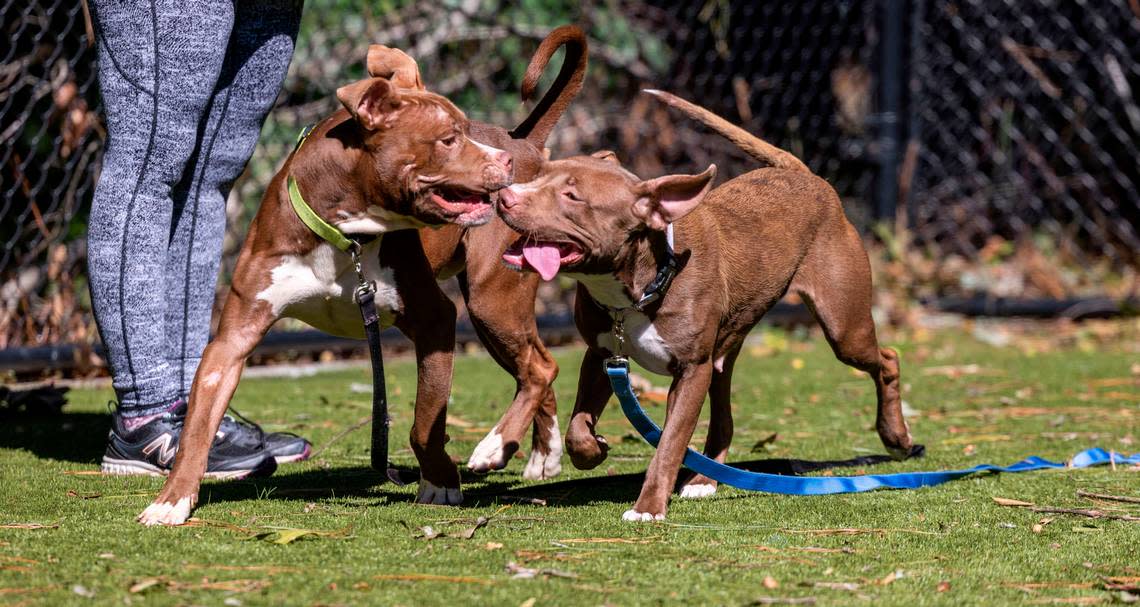 A pair of pit available for adoption play at the Wake County Animal Shelter in Raleigh Tuesday, Oct. 4, 2022. To honor National Pit Bull Awareness Month, the shelter has discounted the adoption fee for the dogs from $95 to $25.