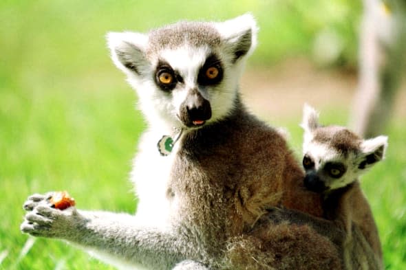 Lemurs