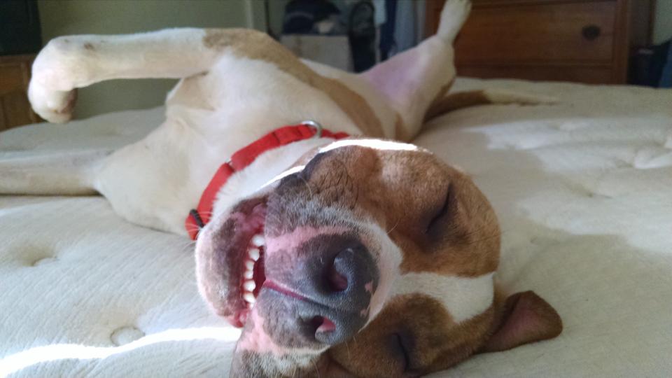 <p>Comet is a year-old goofball and people pleaser. He's up for adoption through California-based <a href="https://www.facebook.com/pages/Passion-for-Pitties-Rescue-group/178092008970246?fref=ts">Passion for Pitties</a>.</p> <p><a href="https://www.petfinder.com/petdetail/31930846">Here's Comet's adoption listing</a>.</p>