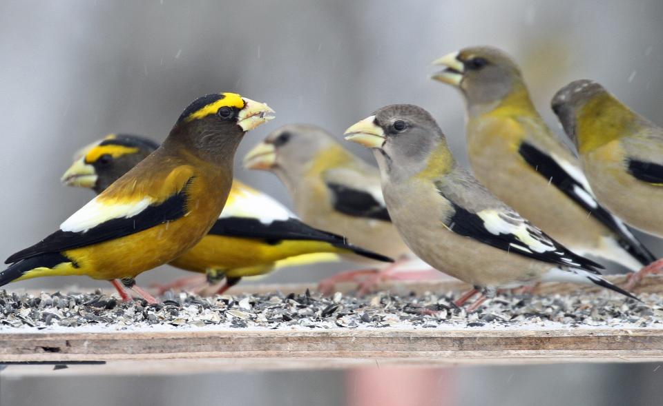 Evening grosbeaks are among the birds that have suffered a deep decline i n Wisconsin in recent years.
