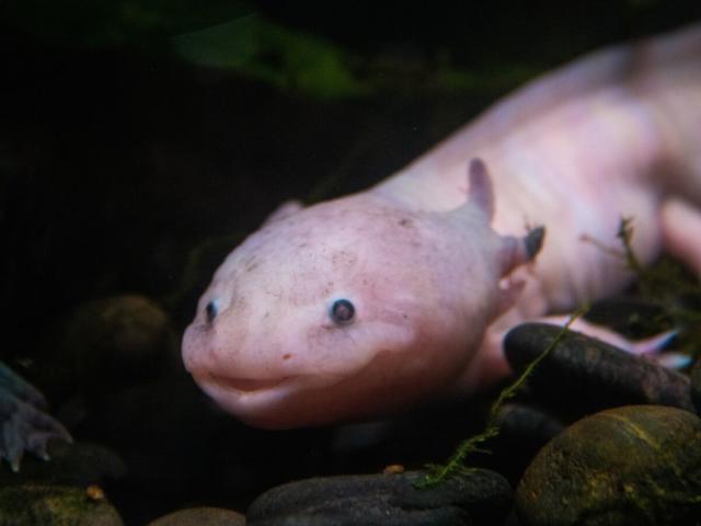 Allez (virtuellement) adopter un axolotl, le Peter Pan des