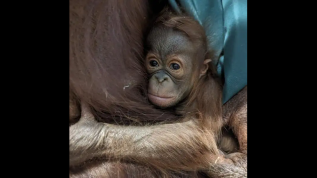 This Incredibly Rare Baby Monkey Was Just Born at an Ohio Zoo— See the  Adorable Photos