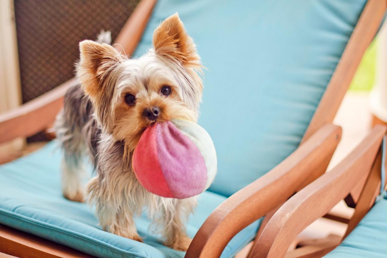 yorkshire terrier standing on the seat of an outdoor chair holding and ball in her mouth