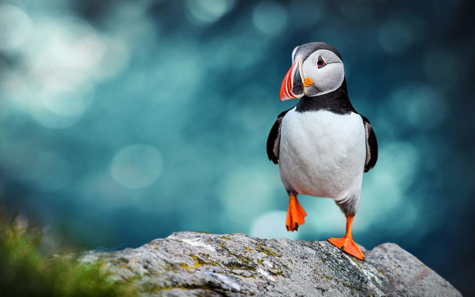 An Atlantic puffin