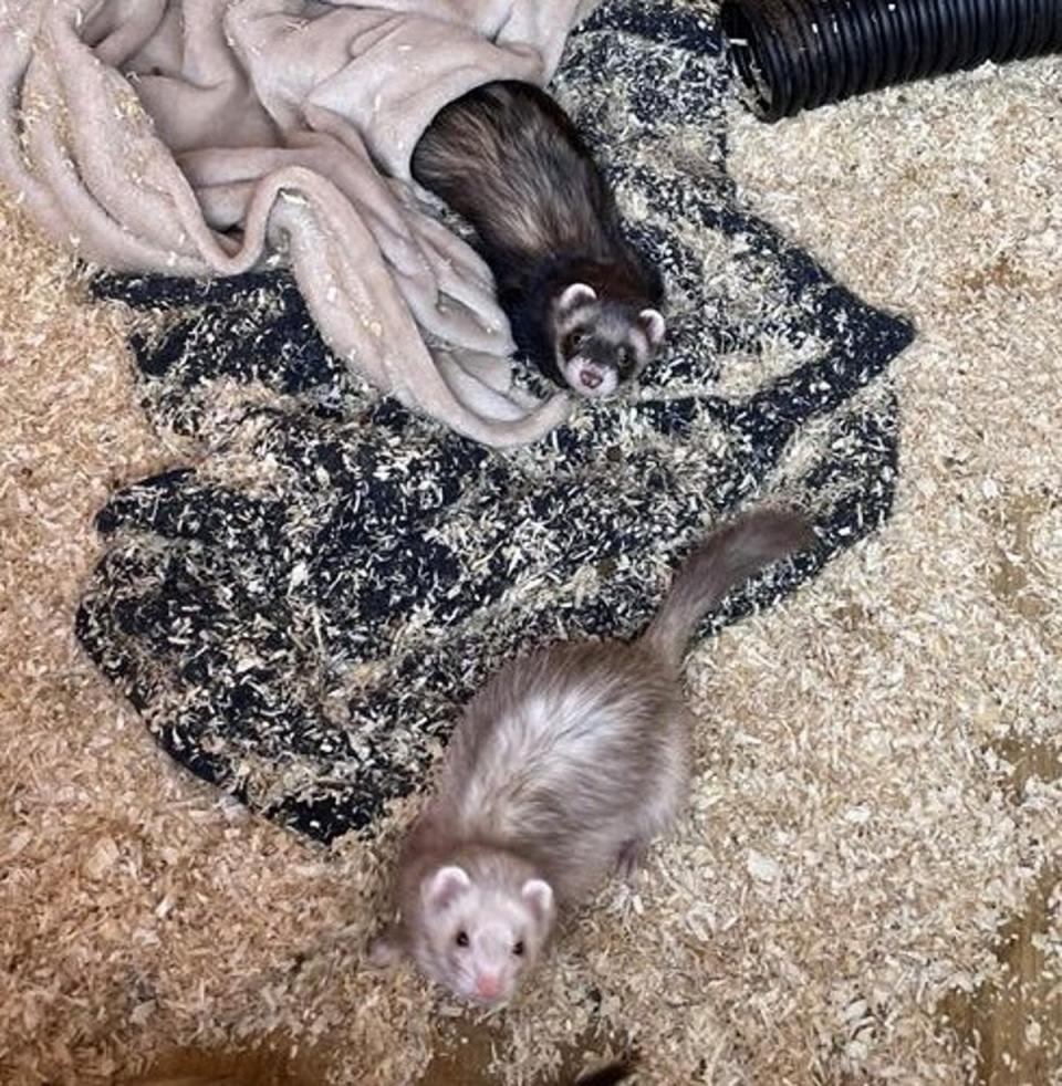 The two ferrets were all that was taken from the family’s shed (Surrey Police)
