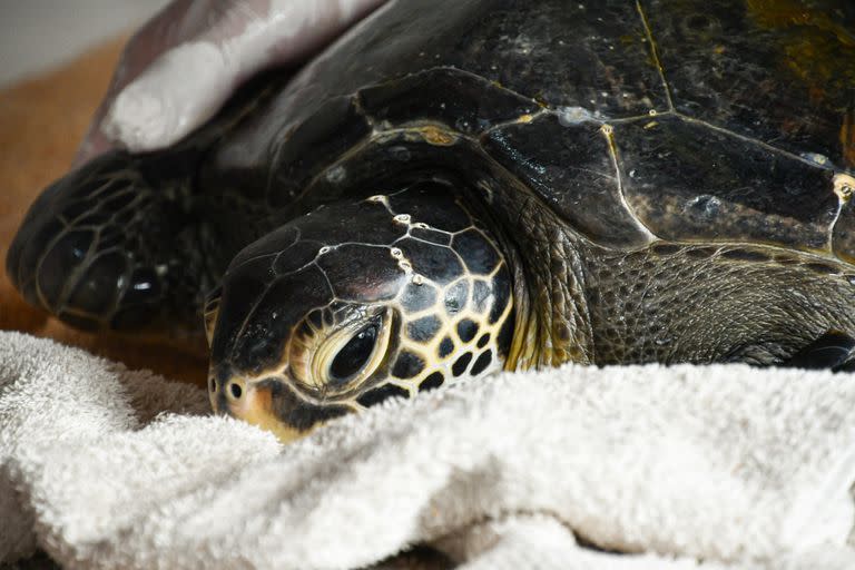 Una tortuga verde encontrada por un pescador fue rehabilitada y devuelta al mar, luego de que los científicos encontraran plástico en su organismo