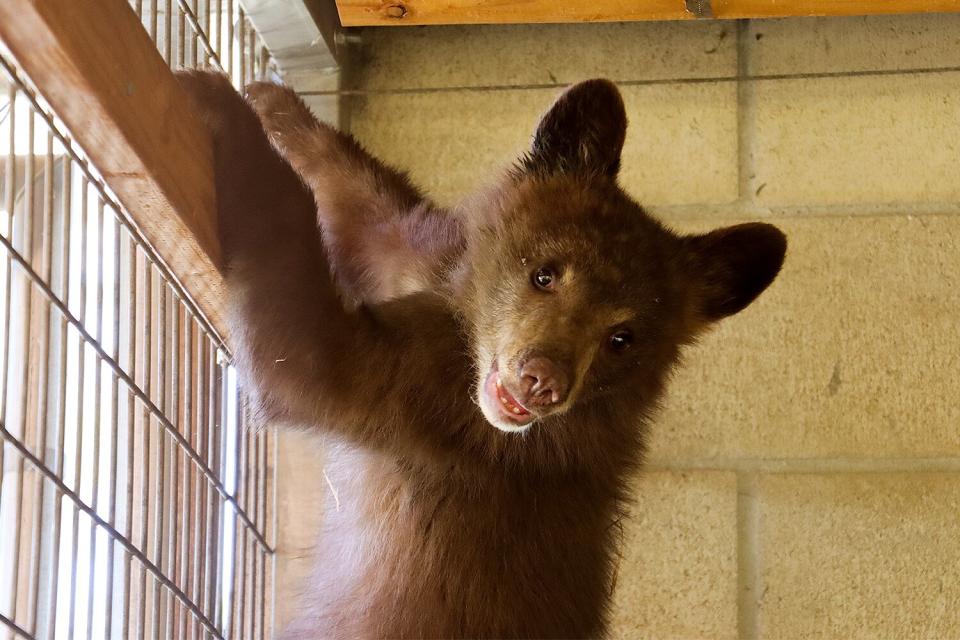 Orphaned Bear Cubs Find New Home