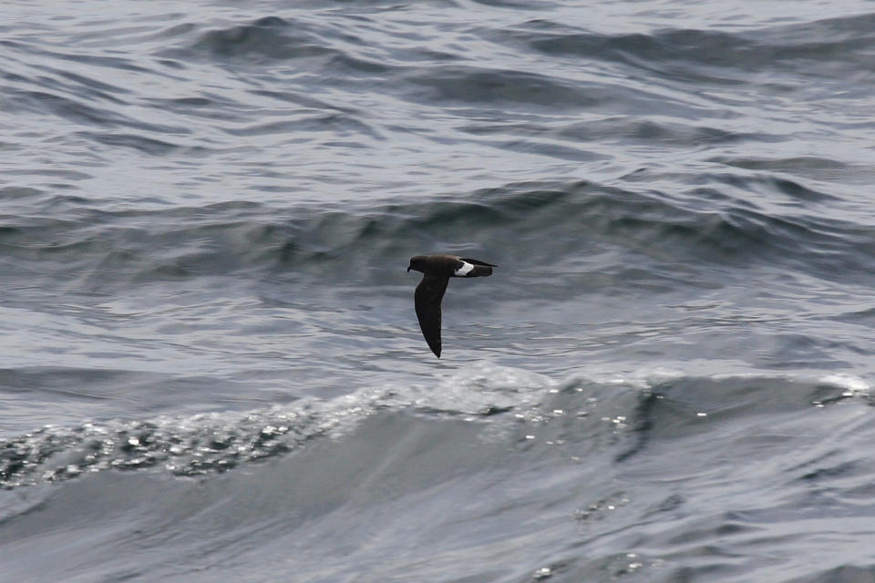 Storm Petrel