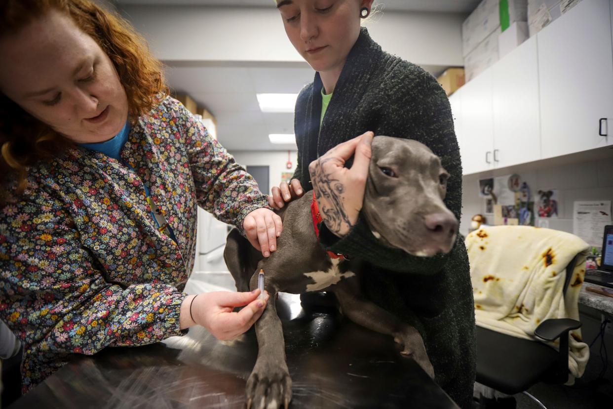 Medical Technician Celeste Jones, 25, of River Rouge, holds Subaru, pit bull-mix puppy, while Medical Team Manager Gabi Austin, 26, of Dearborn, administers his vaccinations needed before adoption availability at Friends for Animals of Metro Detroit in Dearborn on April 3, 2024.