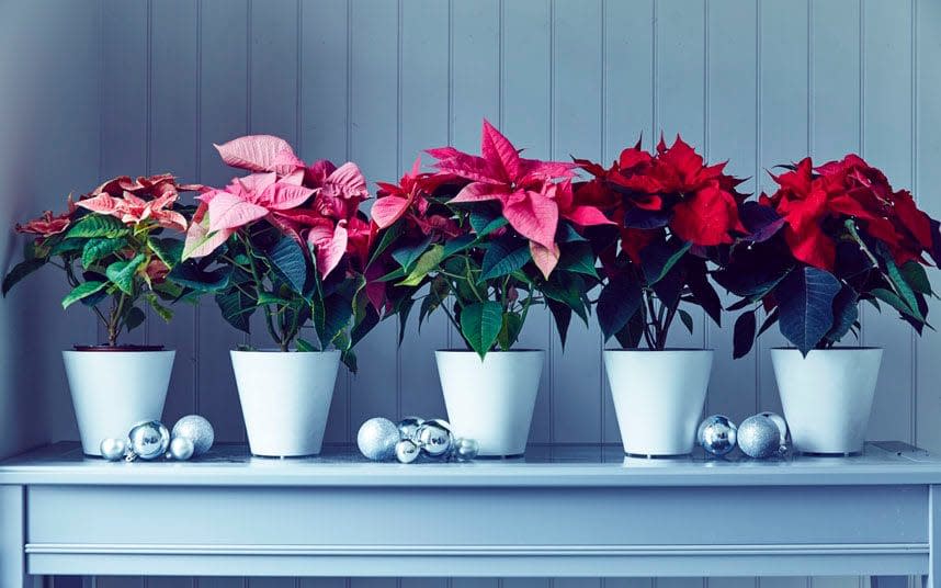 A pod of poinsettias, just in time for Christmas - Wyevale Garden Centres