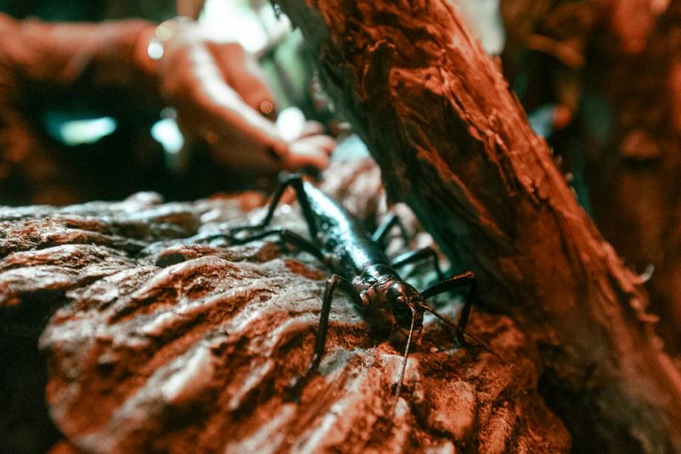 Un 'cangrejo de río', el insecto más raro de la Tierra, se exhibe en un zoológico de EE. UU.  Él los ve