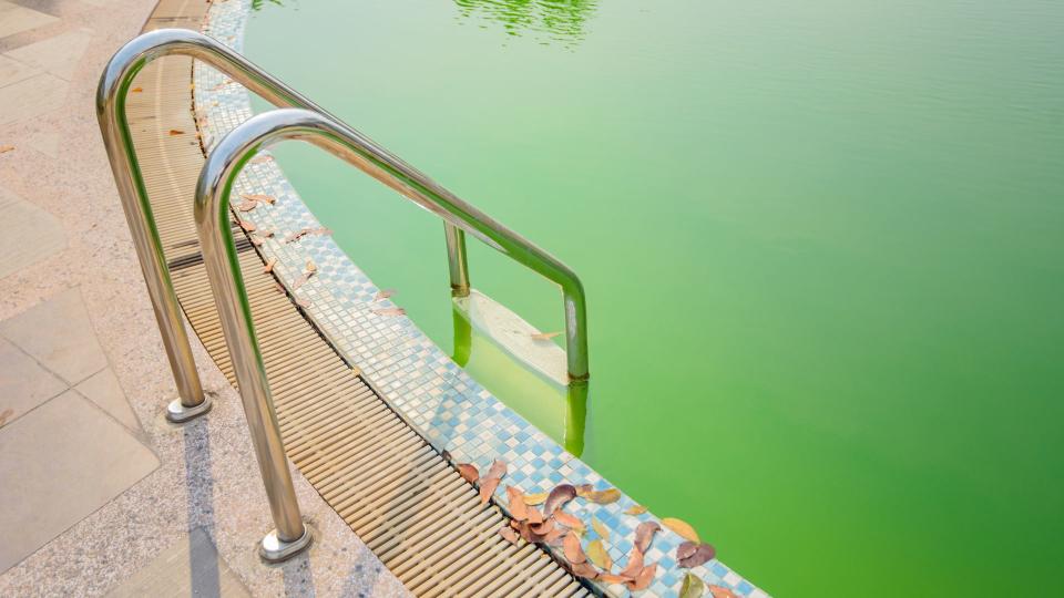 A green pool that needs to be cleaned