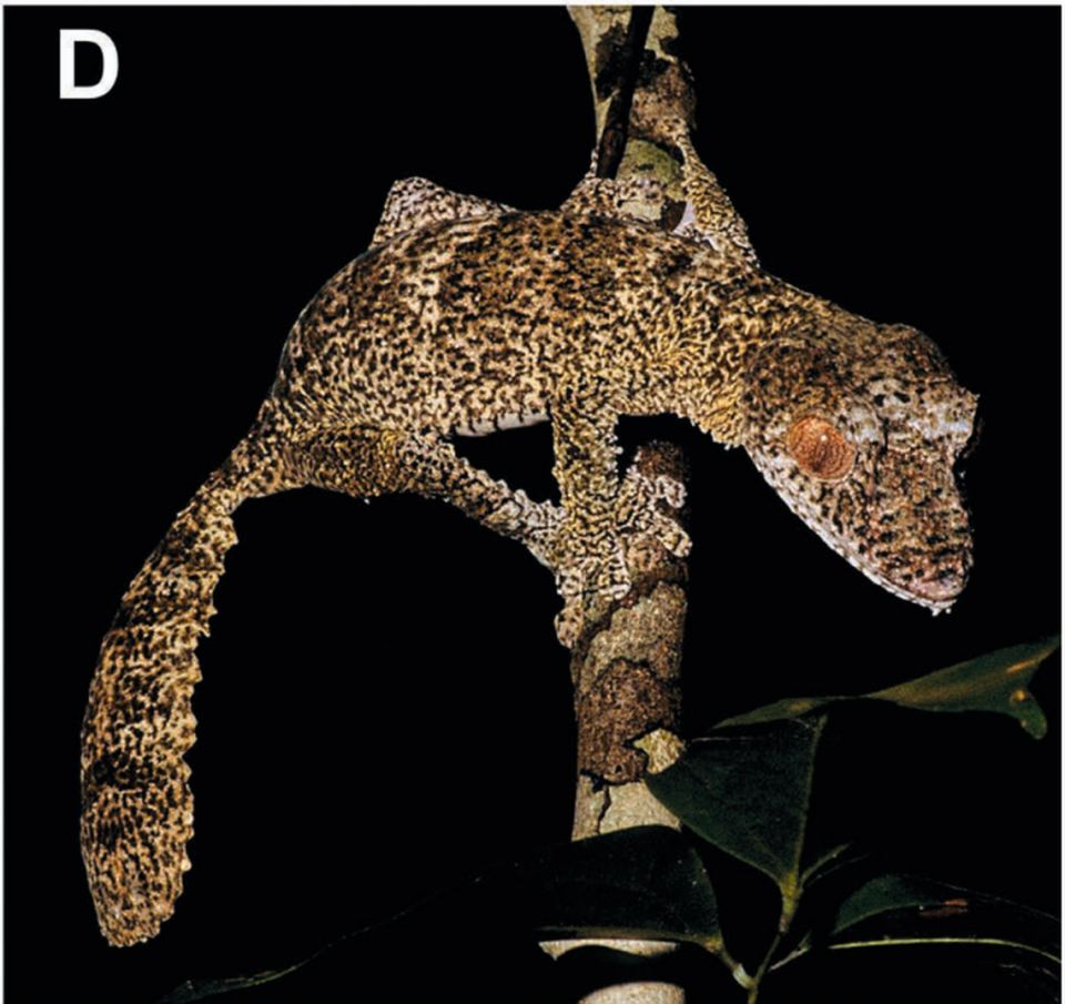 An Uroplatus garamaso, or shiny-eyed leaf-tailed gecko, perched on a branch.