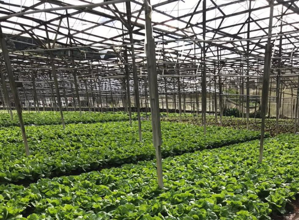 Vegetable farm in Cameron Highlands, Malaysia. (PHOTO: Lazada Malaysia)