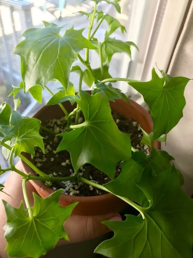 <div><p>"My great-great-grandma smuggled over the first cutting of this ivy when she immigrated from Norway. She wanted a plant from home, so she hid the cutting in her bra to keep it moist! <b>Cuttings of that same plant were passed down to my great-grandma who grew it on her farm, then to my grandma, my mom, and now me.</b>" </p><p>—<a href="https://www.buzzfeed.com/emilyc456607e3e" rel="nofollow noopener" target="_blank" data-ylk="slk:emilyc456607e3e;elm:context_link;itc:0;sec:content-canvas" class="link ">emilyc456607e3e</a></p></div><span><a href="https://www.buzzfeed.com/emilyc456607e3e" rel="nofollow noopener" target="_blank" data-ylk="slk:buzzfeed.com;elm:context_link;itc:0;sec:content-canvas" class="link ">buzzfeed.com</a></span>