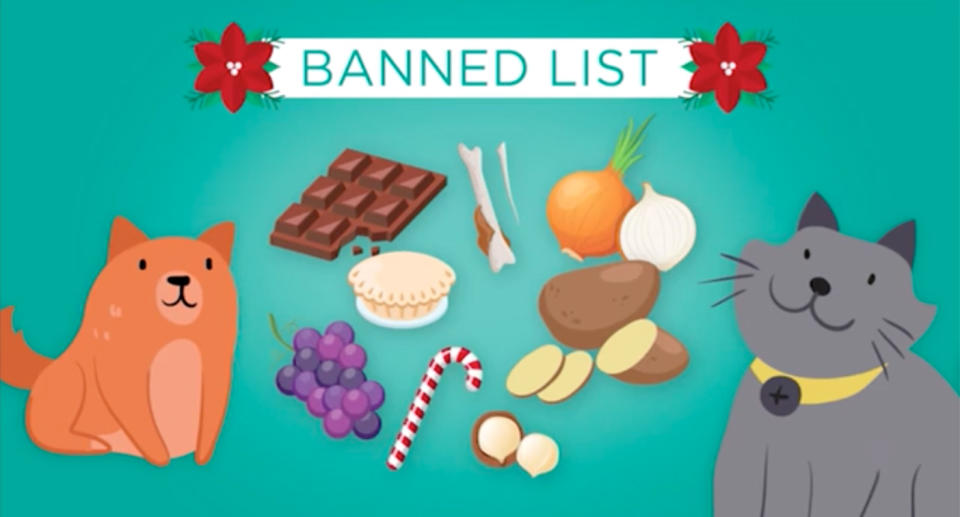 Onions, chocolate, grapes and cooked bones are some of the harmful foods for pets. Source: 7 News