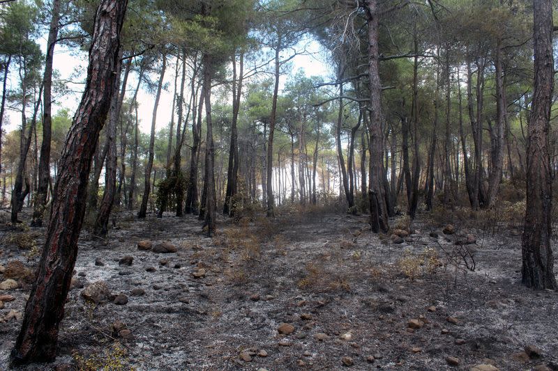 A view shows a burnt area following a wildfire, in the northern countryside of Latakia