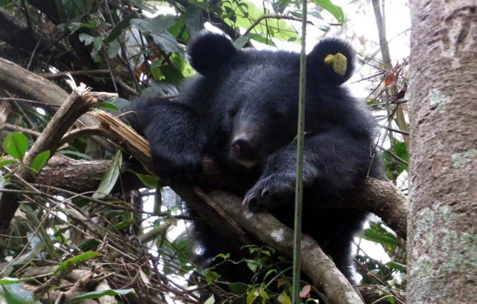 廣原小熊Mulas野訓身影曝光，靈活矯健，爬10公尺高的樹僅花10秒鐘，照養人員看了說，遇見台灣黑熊千萬別爬樹，除非爬的比Mulas快。（檔案照）。 