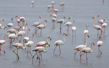 Flamingos walk in Donana natural park in El Rocio, southern Spain, March 16, 2006. REUTERS/Marcelo del Pozo/File Photo