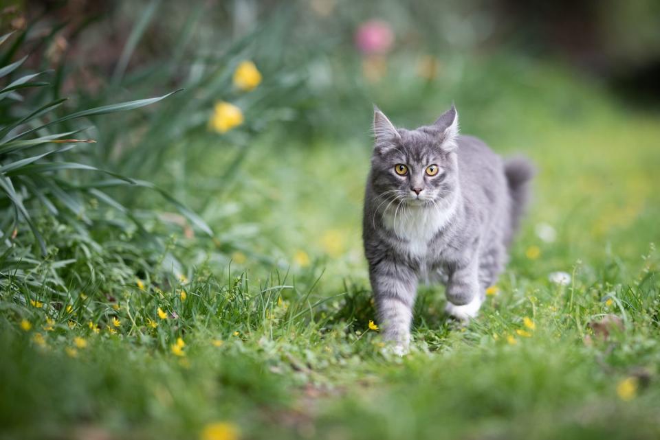 Ähnlich effektiv hilft Kaffeesatz gegen Katzen: Sollte die Nachbarsmieze gerne Ihren Garten als Katzenklo nutzen, dann streuen Sie an ihrem Lieblingsplatz einfach etwas Kaffeesatz aus. Danach sucht sich die Katze hoffentlich einen neues, weit entferntes stilles Örtchen. (Bild: iStock / Nils Jacobi)