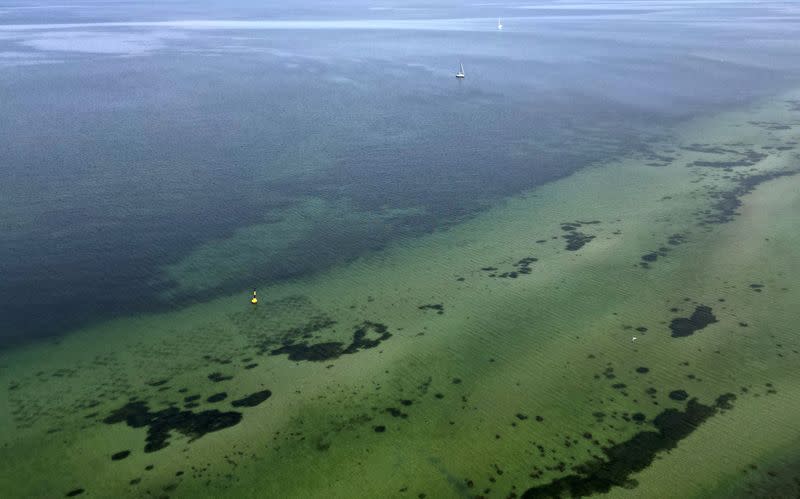 The Wider Image: In Baltic Sea, citizen divers restore seagrass to fight climate change