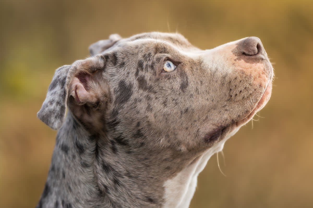 Dogs are our cuddly, dependable, loyal companions. But there’s been a shift in the mood of late when we think of man’s best friend (iStock)