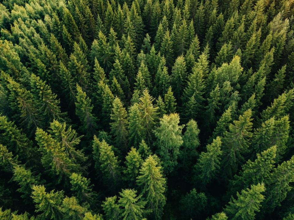 Aerial top view of summer green trees in forest in Finland. (Photo: Getty Images)