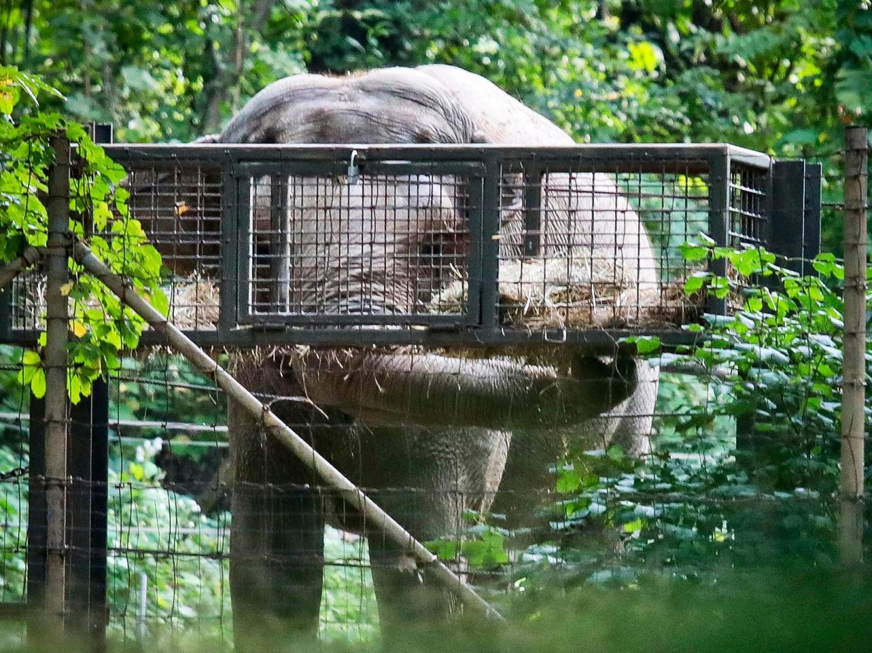 an elephant peers through a gate in captivity