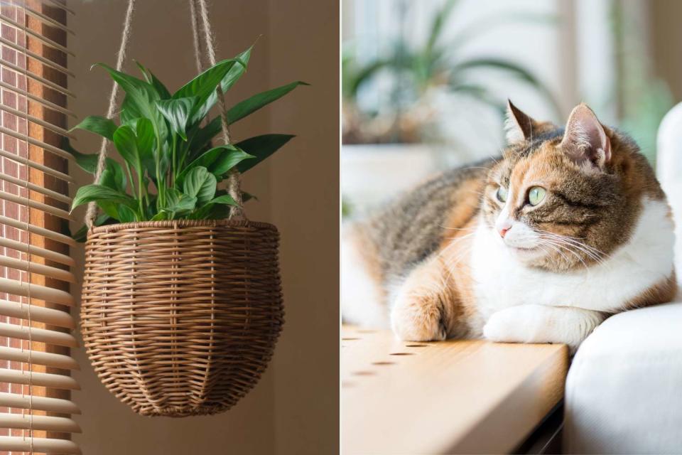 <p> Getty</p> Stock image of a peace lily (left), stock image of a cat gazing