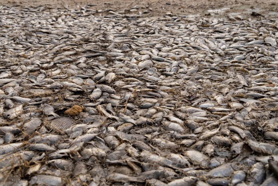 Dead fish cover the bottom of the dried-up Kakhovka Reservoir after recent catastrophic destruction of the Kakhovka dam near Kherson (AP)