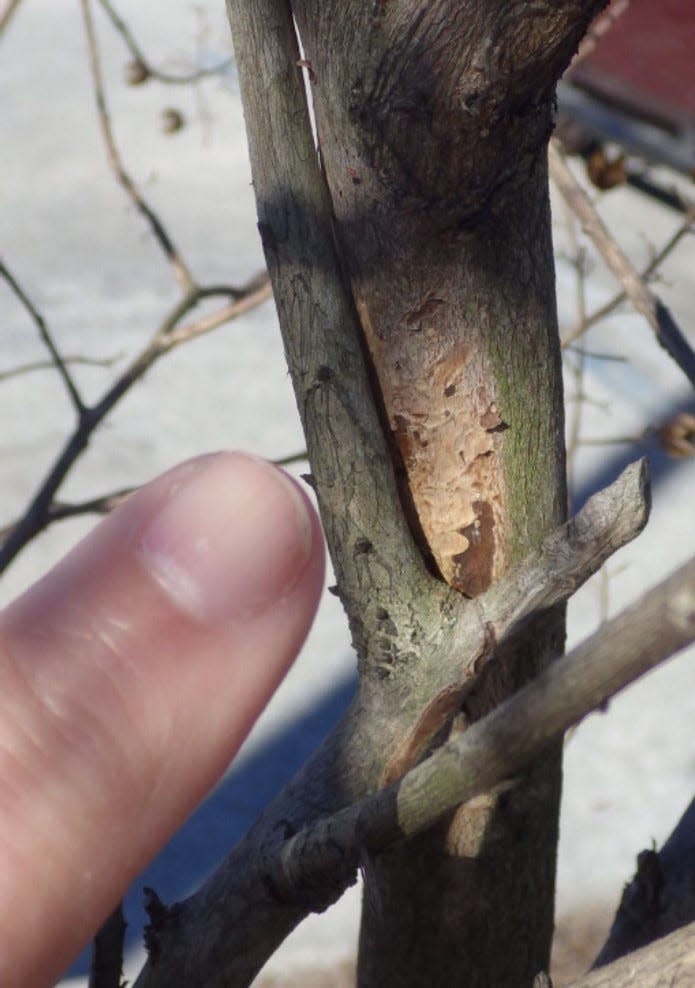 Routinely removing rubbing and crossing branches on crape myrtles is recommended.