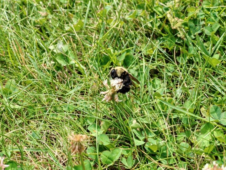 A photo of a bumblebee, taken with the Honor 200 Pro.