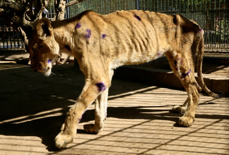 A malnourished lion walks inside its cage at the Al-Qureshi Park in Khartoum