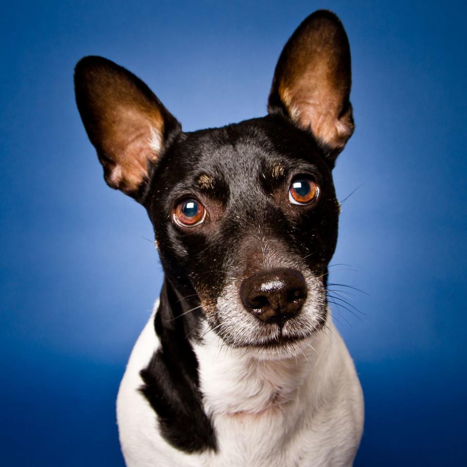 Rat Terrier