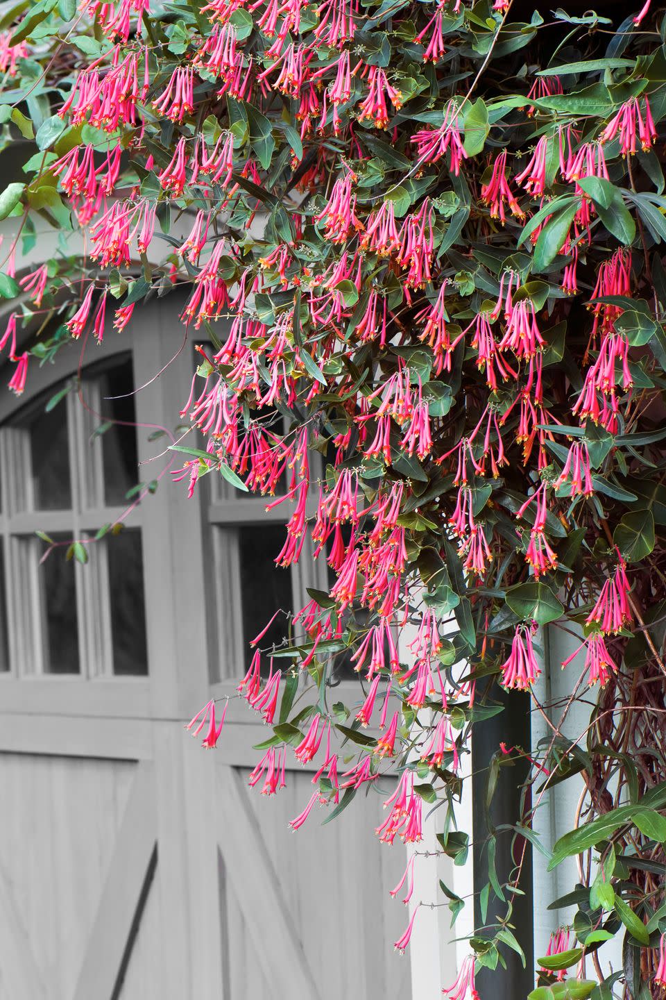 <p>Coral honeysuckle is a perennial with a long bloom time, from mid-June through September. Its trumpet-shaped blossoms both beautify and perfume a space. It also grows fast, scaling a 10- to 15-foot trellis in a single season, and attracts hummingbirds as well. </p><p><strong><a href="https://www.countryliving.com/gardening/garden-ideas/advice/g1456/fast-growing-vines/" rel="nofollow noopener" target="_blank" data-ylk="slk:Read more about flowering vines;elm:context_link;itc:0;sec:content-canvas" class="link ">Read more about flowering vines</a>.</strong></p><p><a class="link " href="https://go.redirectingat.com?id=74968X1596630&url=https%3A%2F%2Fwww.etsy.com%2Fsearch%3Fref%3Dtab_search%26q%3Dcoral%2Bhoneysuckle&sref=https%3A%2F%2Fwww.countryliving.com%2Fgardening%2Fgarden-tours%2Fg1432%2Flandscaping-ideas%2F" rel="nofollow noopener" target="_blank" data-ylk="slk:SHOP HONEYSUCKLE;elm:context_link;itc:0;sec:content-canvas">SHOP HONEYSUCKLE</a></p>