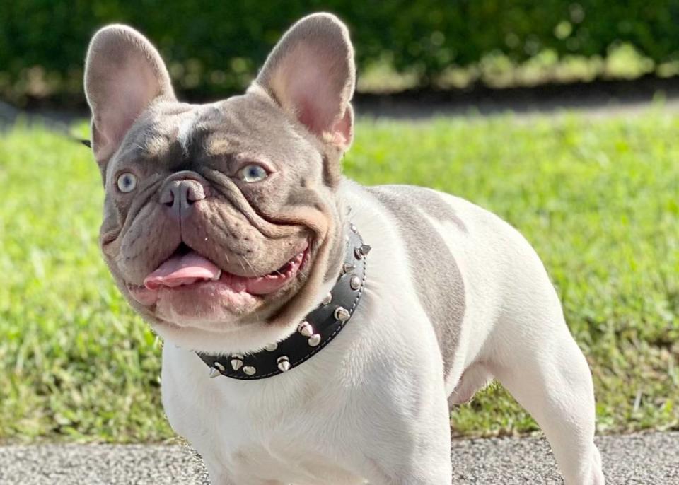 Los bulldog franceses están entre las razas más robadas porque su precio puede oscilar entre $5,000 y $200,000 por un cachorro, lo que atrae a los ladrones que buscan hacer dinero rápido. Cortesía de Diana Zingaretti
